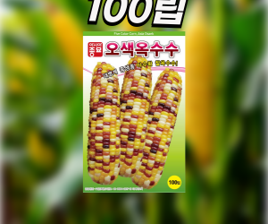[아시아종묘] 옥수수 오색옥수수 100립 2000립