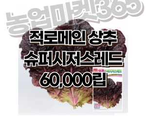 [아시아종묘] 상추-슈퍼시저스레드 60,000립 [50,000원]
