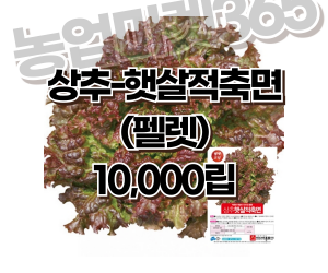 [아시아종묘] 상추-햇살적축면 (펠렛) 10,000립 [40,000원]